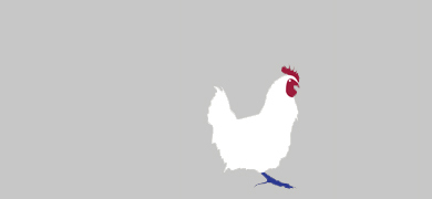 elevage de poulets, montrevel (38)